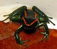 phyllobate vittatus